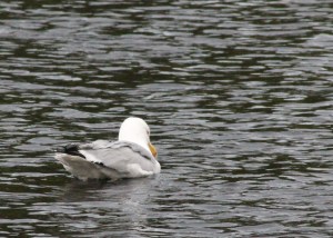 Rainbow the Seagull