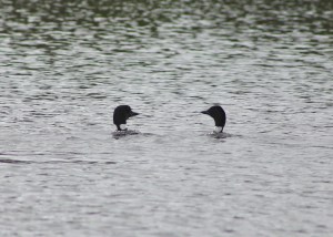 Loons