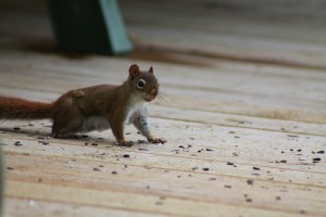 IMG_2654